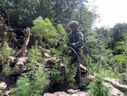 Pegunungan Bintang Geger, TNI Gulung Ratusan Pohon Ganja di Ladang Rahasia
