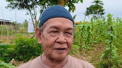 Pemda Biak Numfor Gelar Panen Bersama Hasil Pertanian